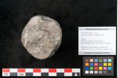 Foto (Objekt + Etikett) von Calamites communis Ettingshausen (NHMW-GEO-2024-0188-10959)